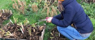 When to dig and how to store dahlias after digging in winter