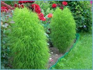 kochia with other plants