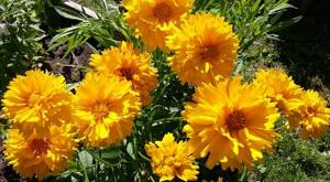 coreopsis grandiflora