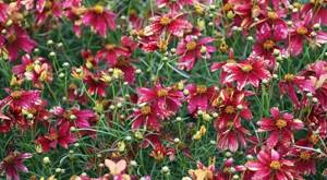 coreopsis whorled