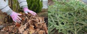 coreopsis wintering