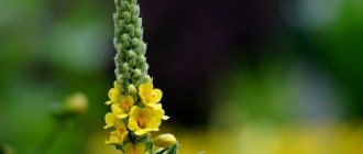 Mullein