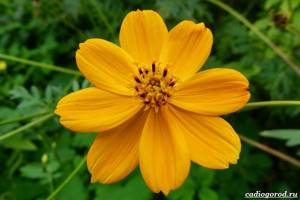 Космея-цветок-Описание-особенности-виды-и-уход-за-космеей-32