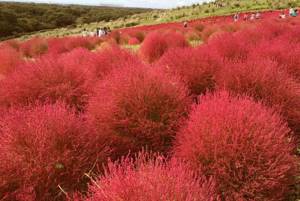 Red Kochia