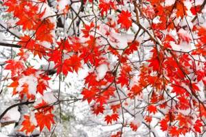 Red maple: varieties, description, planting and care