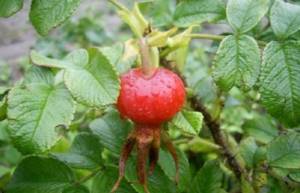 Large-fruited VNIVI - tall, spreading, prickly rose hip