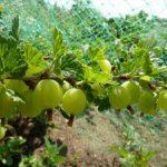Крыжовник дает урожай до 20-30 тонн ягод с 1 гектара