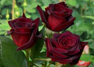 buy rose seedlings