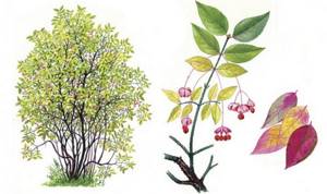 Euonymus bush