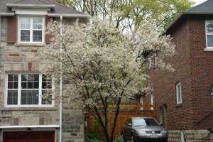 The serviceberry bush looks like a tree