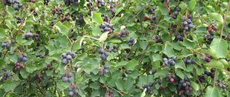 Serviceberry bush