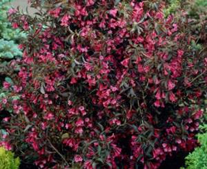 Ruby Queen bush