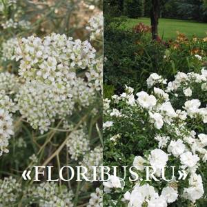 shrubs with white flowers