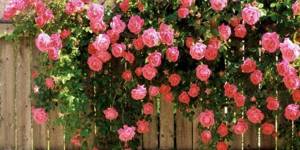 Bush pink rose on a fence