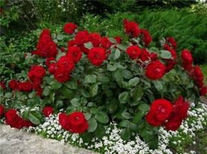 Shrub roses - grow quickly and are less finicky