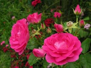 Shrub roses - grow quickly and are less finicky