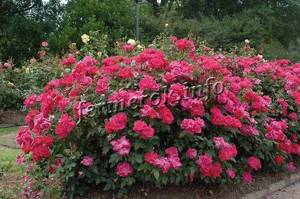 Hybrid tea rose bushes are usually shaped like a ball.