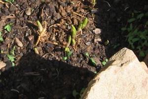 Garden lily of the valley planting and care