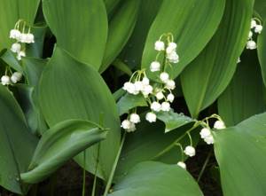 Garden lily of the valley