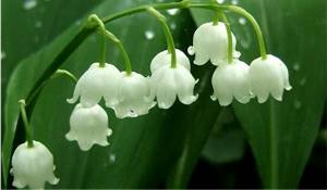 garden lily of the valley
