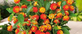 Lantana: home care, reproduction and types