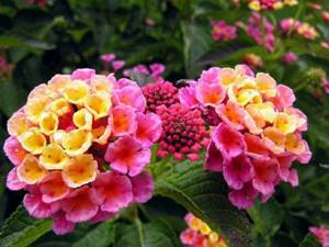 Lantana: home care, reproduction and types