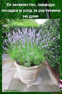 lavender planting and care