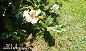 The legend of the appearance of magnolia