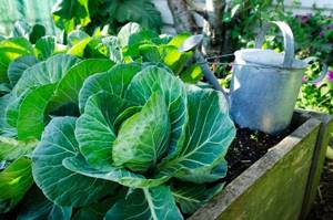 watering can and white cabbage