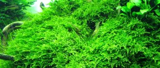 forest or Christmas moss in an aquarium