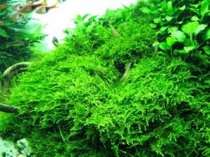forest or Christmas moss in an aquarium