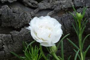 Summer flowering of white-flowered purslane