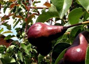Summer varieties of pears - Bryansk beauty