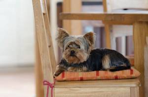 Bed for Yorkie