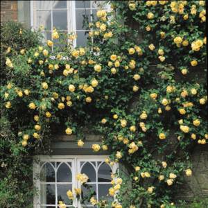 The leader in vertical gardening is the climbing rose.