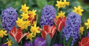 Can lilies and tulips be planted side by side? Flowers in a flowerbed: proximity and compatibility 