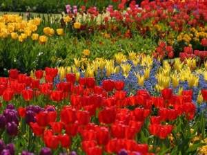 Can lilies and tulips be planted side by side? Flowers in a flowerbed: proximity and compatibility 02 