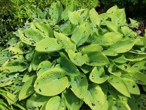 Hosta leaves affected by disease