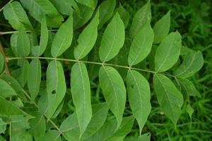 Manchurian walnut leaves