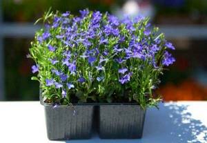 lobelia on the window