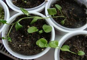 lobelia in plastic pots