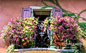 The best place for planting hanging varieties is in hanging pots and flowerpots, so the flowers not only look beautiful, but also do not interfere with other plants