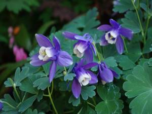 The best shade-loving perennials - the ideal solution for a shady garden