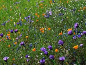 The meadow lawn is not only beautiful and original, but also gives a fresh and pleasant aroma every day
