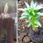 луковица лилии с ростком: посадка в горшок дома и в открытый грунт весной
