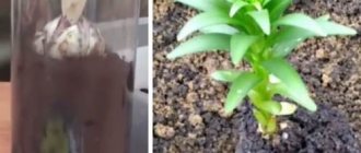 луковица лилии с ростком: посадка в горшок дома и в открытый грунт весной