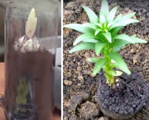 lily bulb with sprout: planting in a pot at home and in open ground in spring