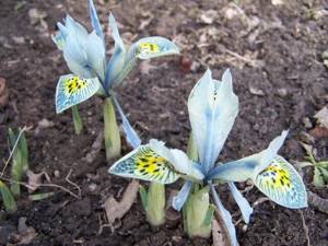 Bulbous irises