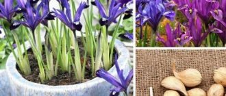 bulbous irises