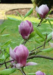 Magnolia for strengthening hair